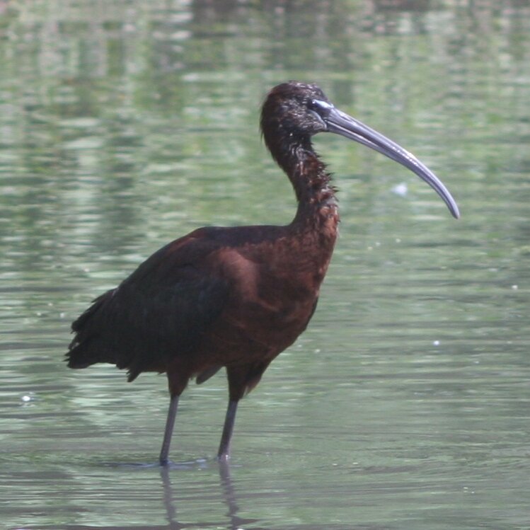 Вот она каравайка!