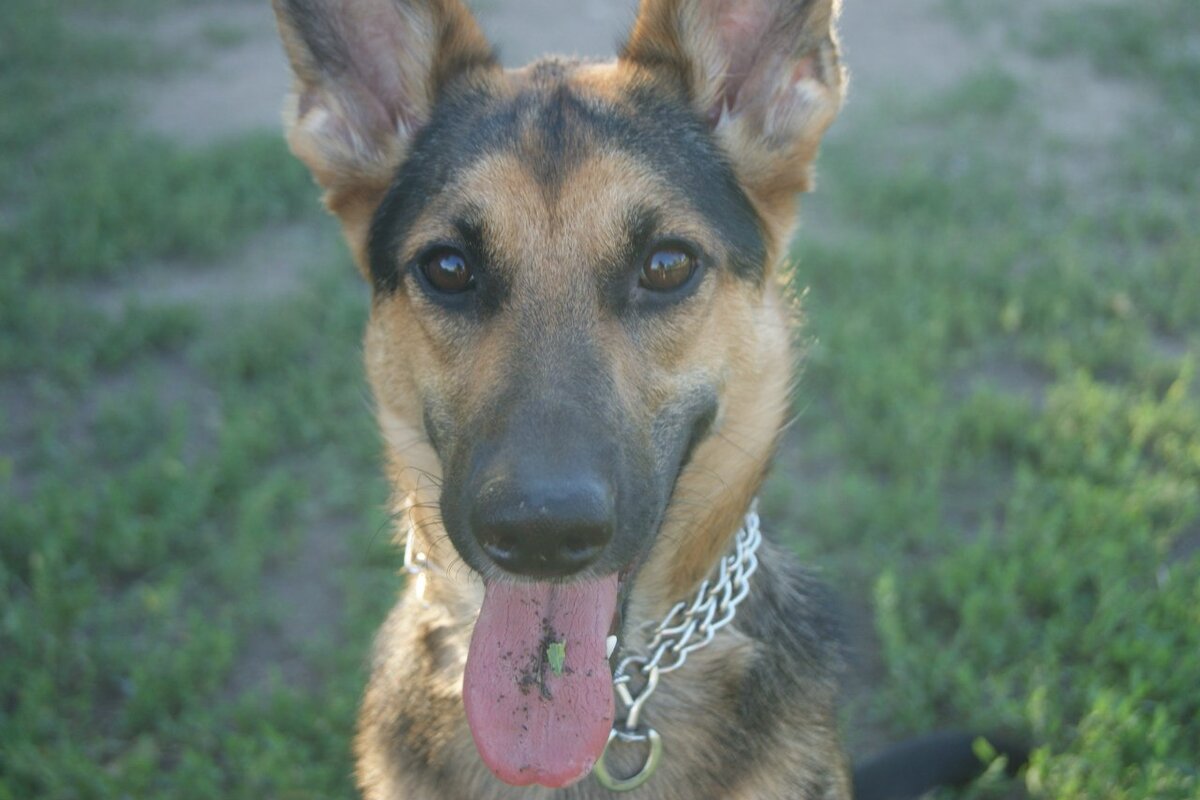 Элли в 1.5 года