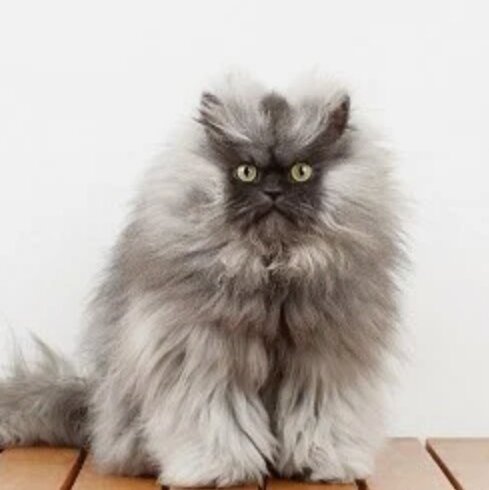 Кот по кличке Colonel Meow ("Полковник Мяу") 