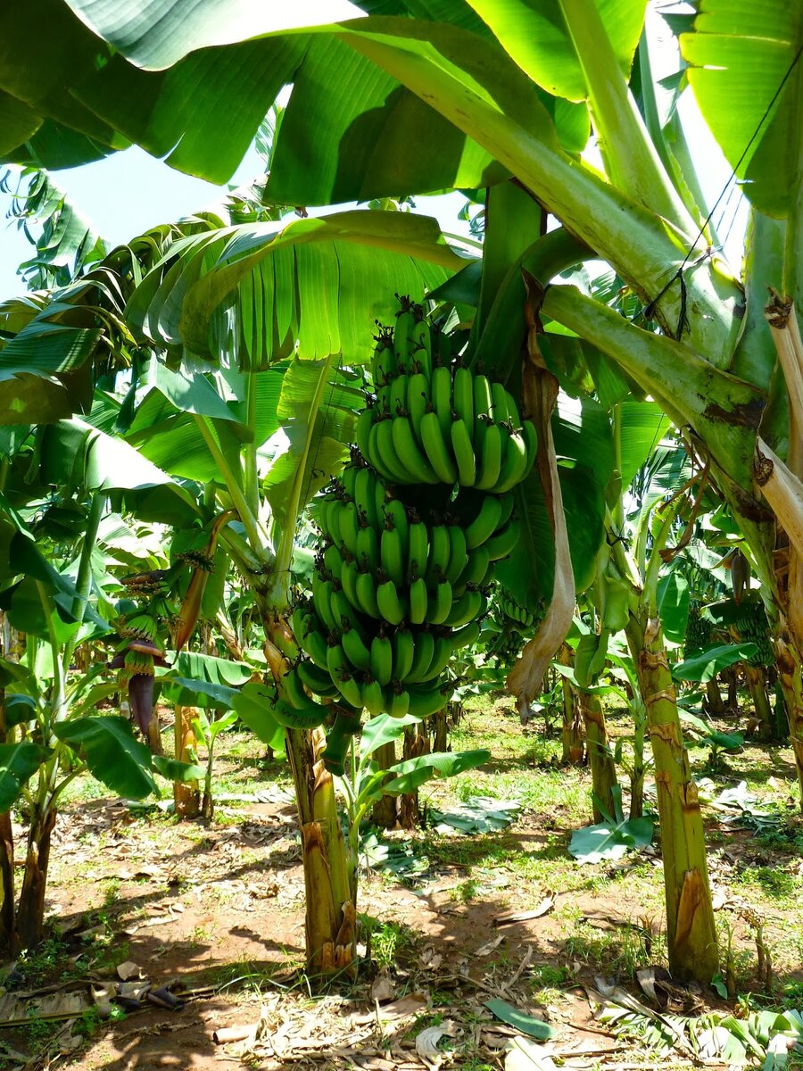 Найдена на просторах Яндекса.