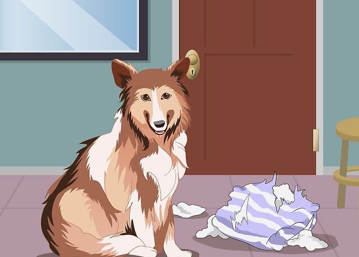 Собаки, страдающие от разлуки, могут чрезмерно лаять, разрушать домашнюю мебель и мочиться или испражняться по дому. В умеренных и тяжелых случаях собаки могут даже пораниться при попытке побега.