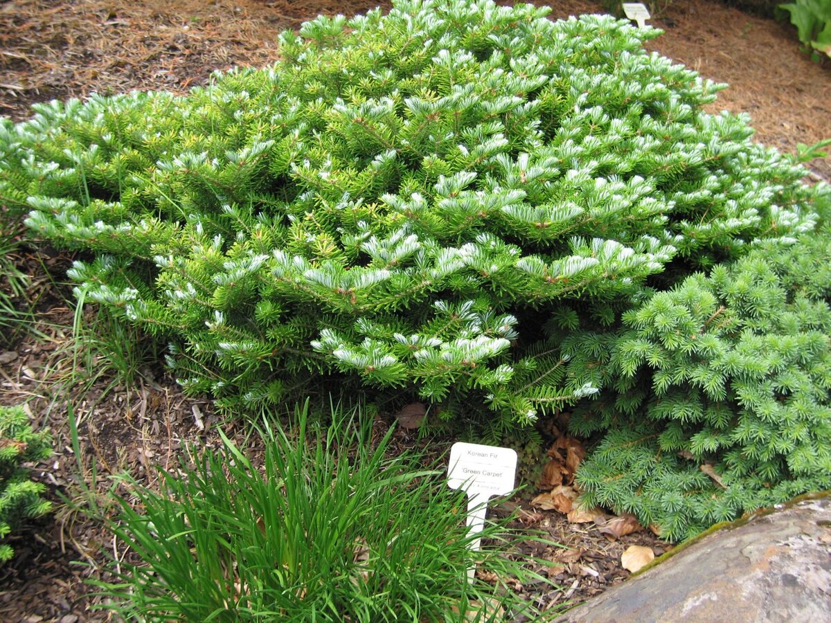 Abies Koreana Green Carpet