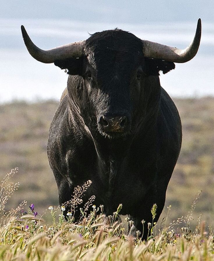 Фото из общедоступной сети Интернет