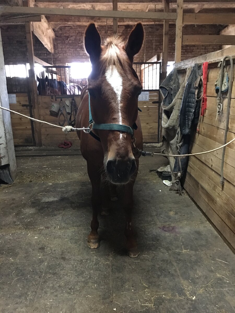 Из личного архива. Пациент Гарри.