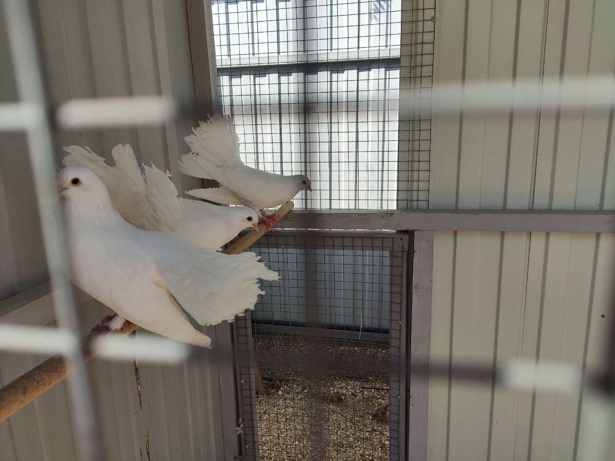Хотя создатель "Пернатой радуги" начинал хобби с попугаев, в его коллекции огромное количество голубей, в том числе и те, что были выведены в Ейске. Сентябрь 2020.
