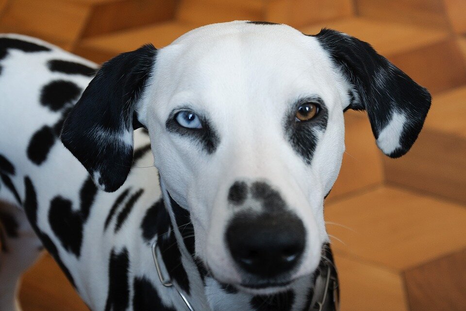 Собака с разными глазами