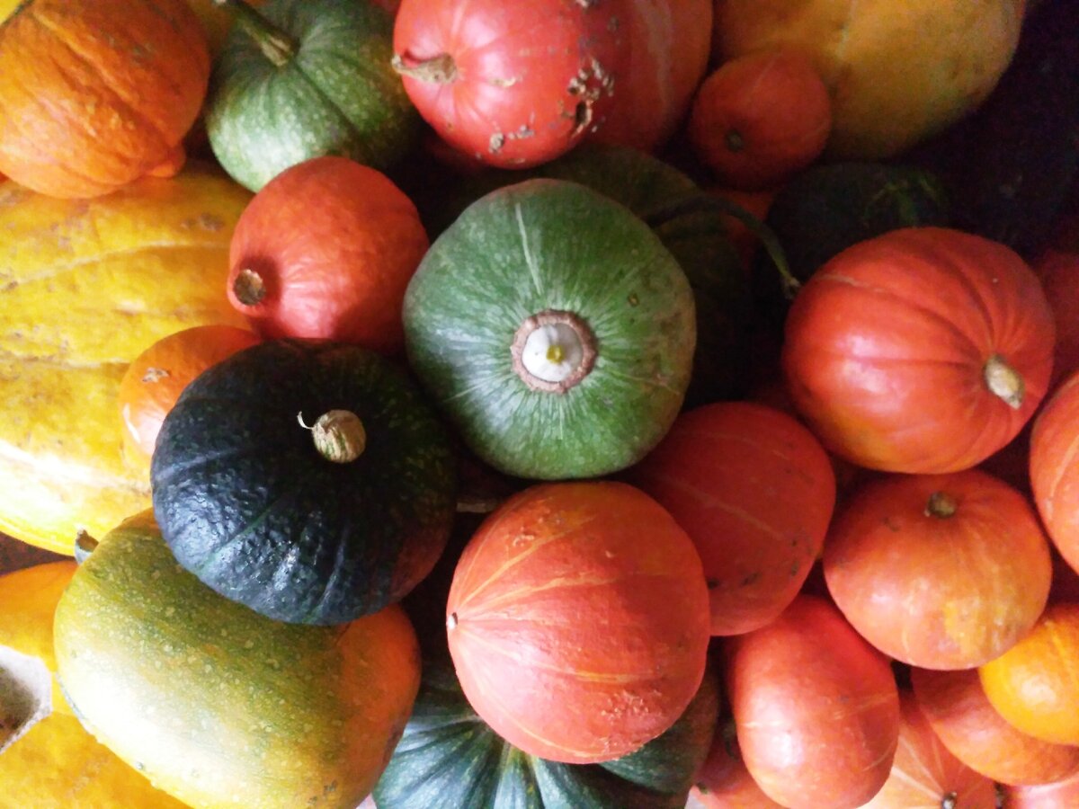 Тыква на любой вкус и цвет. Фото моё.