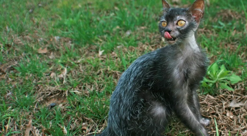 Фото с Яндекс Картинки