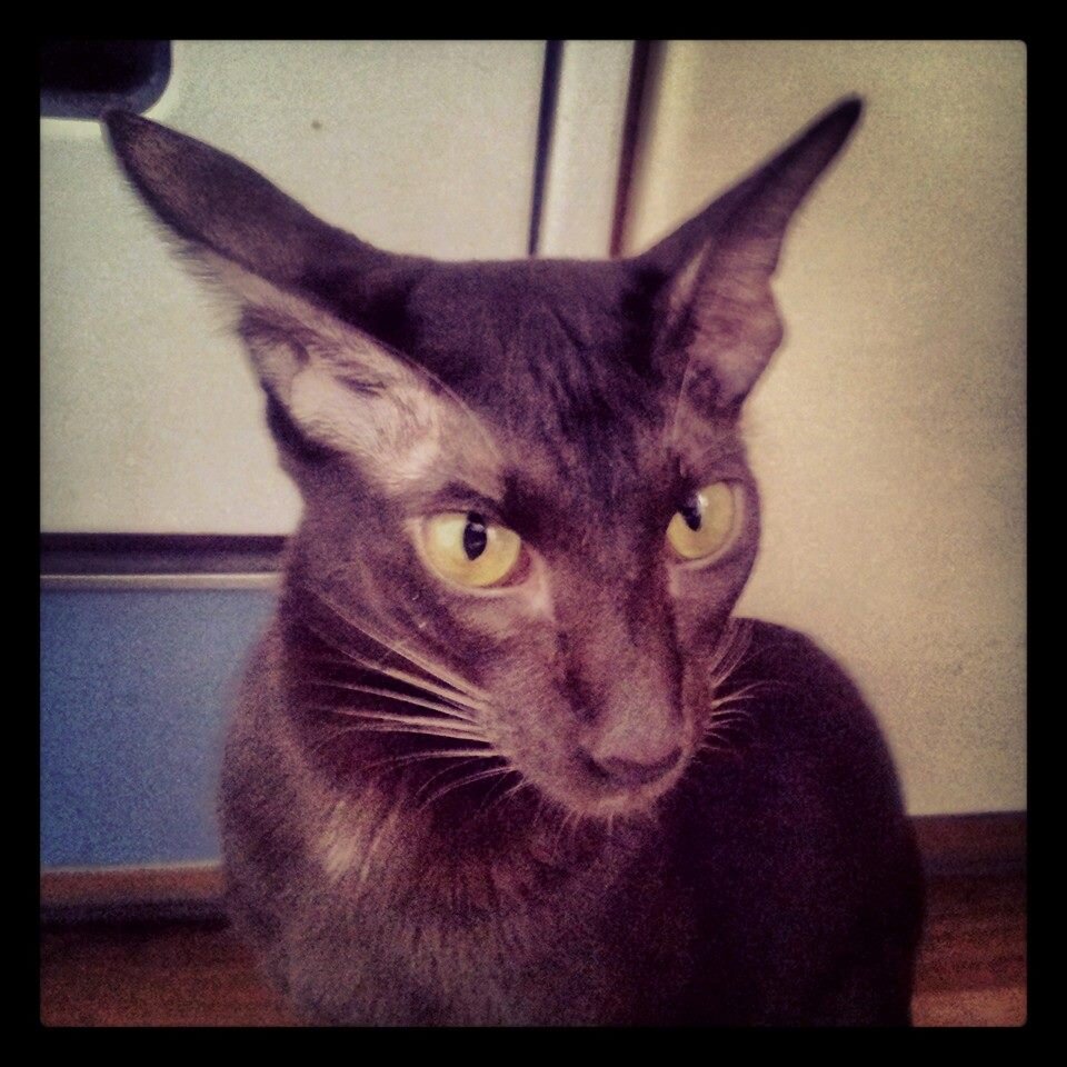 Шокированная моими вокальными данными Нэнсичка