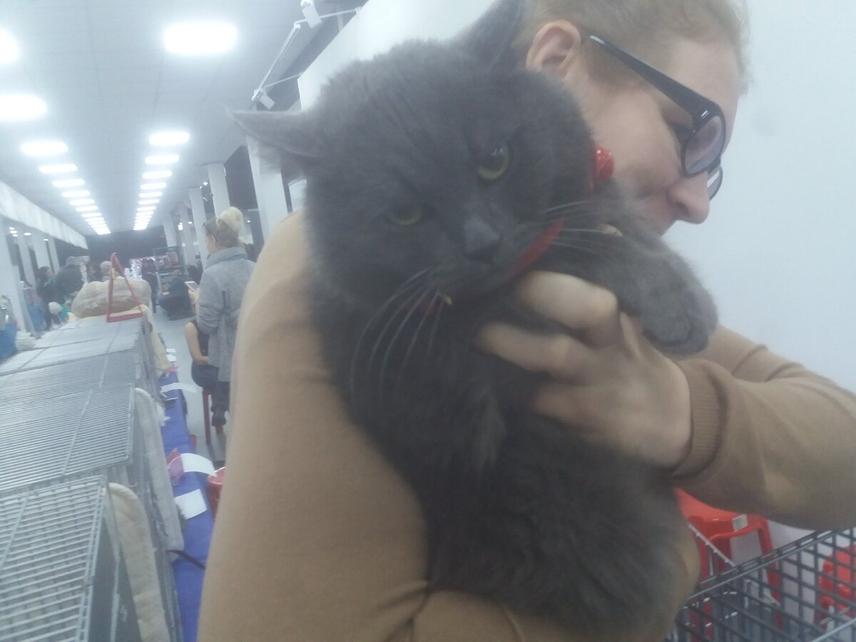 выставка кошек в сокольниках. кошарики шоу вднх. олимпик выставка кошек. выставка кошек тюмень 2022. олимпик выставка кошек.