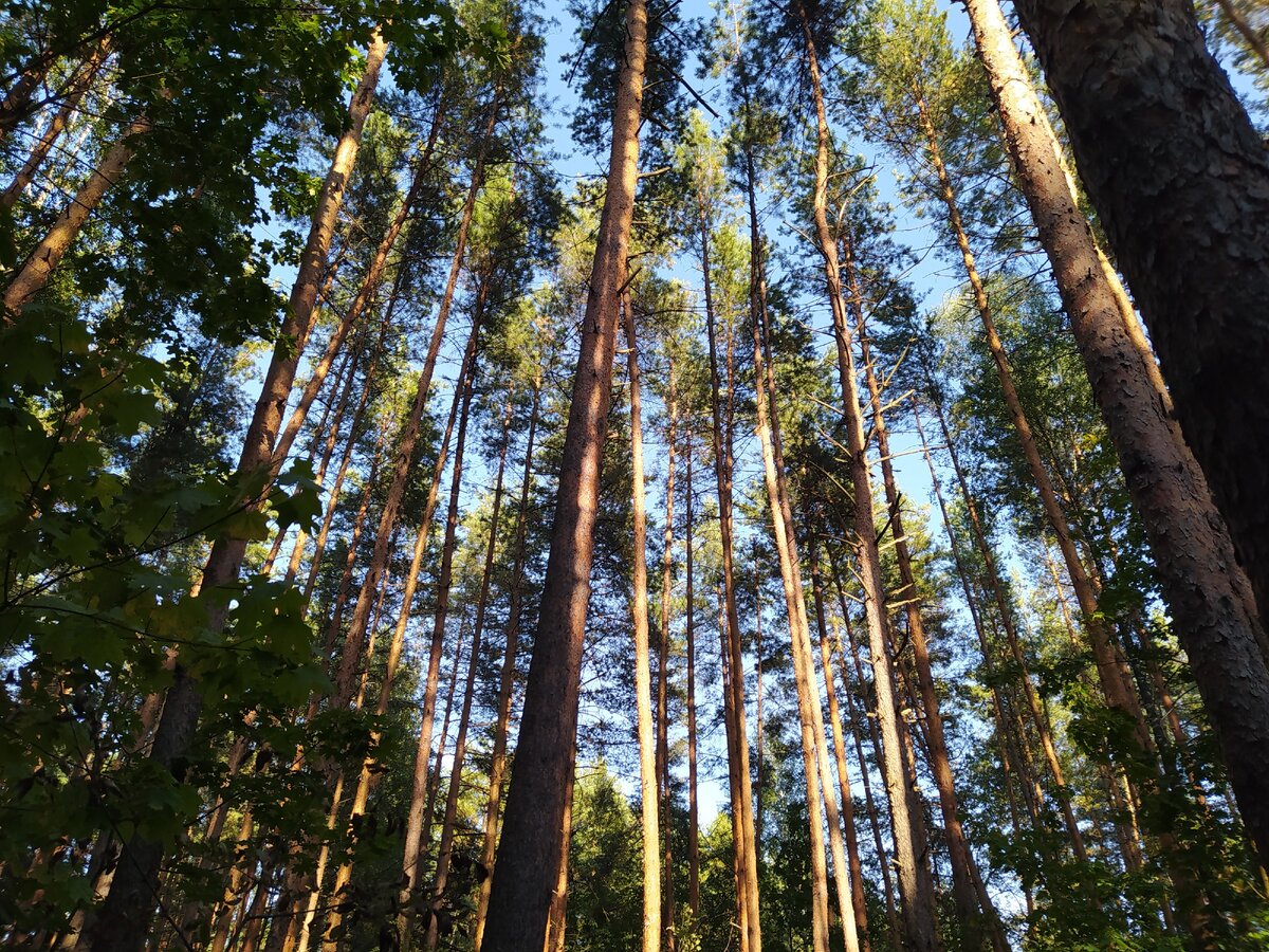 сосновый лес под Тулиновкой