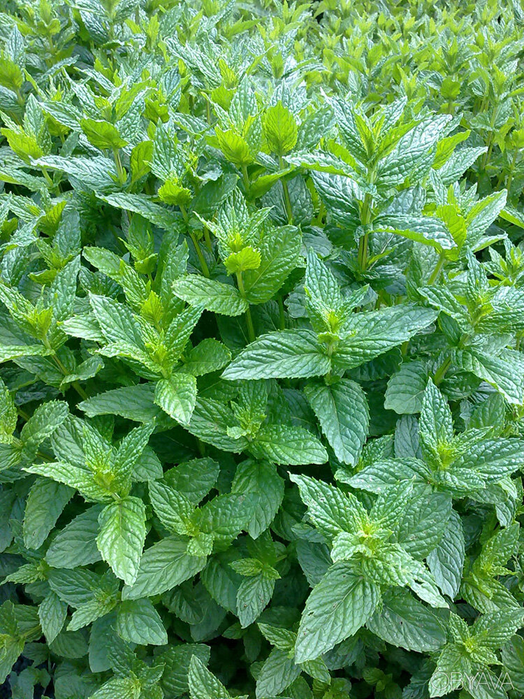 Мята перечная. Изображение взято из Интернета.