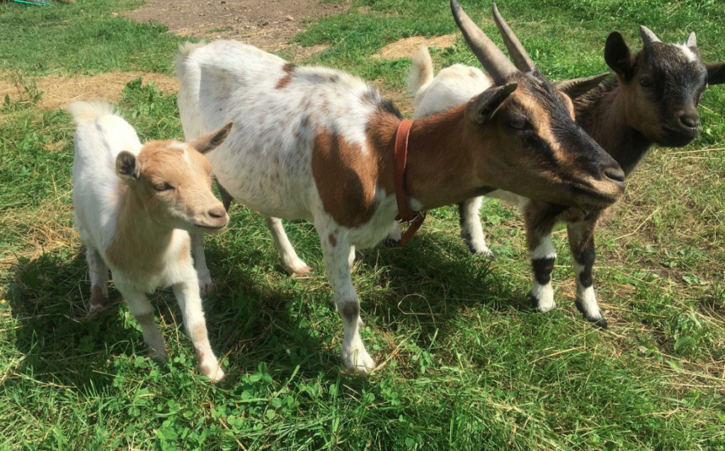 Фото камерунской козы с камерунскими козлятами