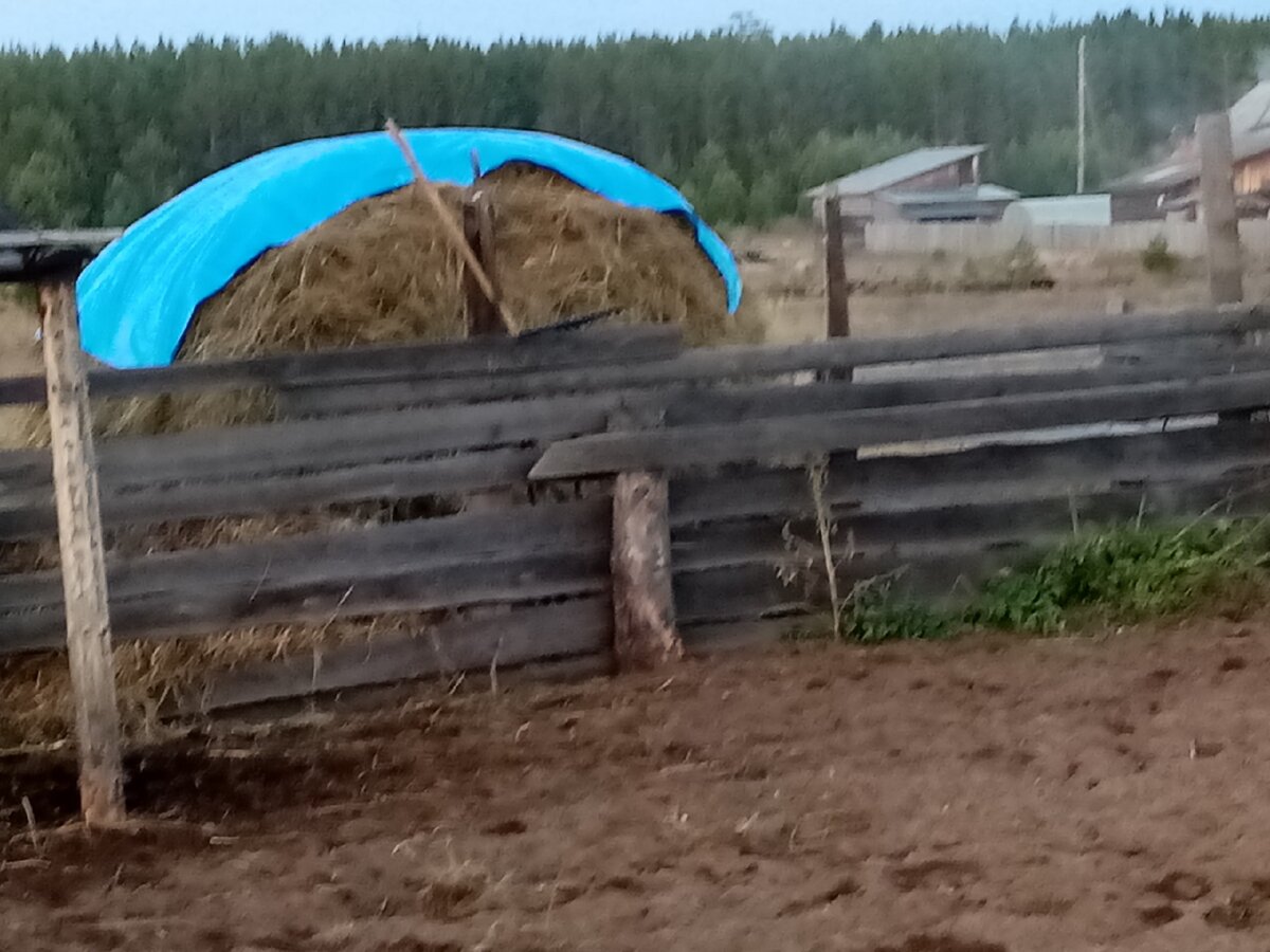 Высота забора 1,5 метра. Личные фотографии.