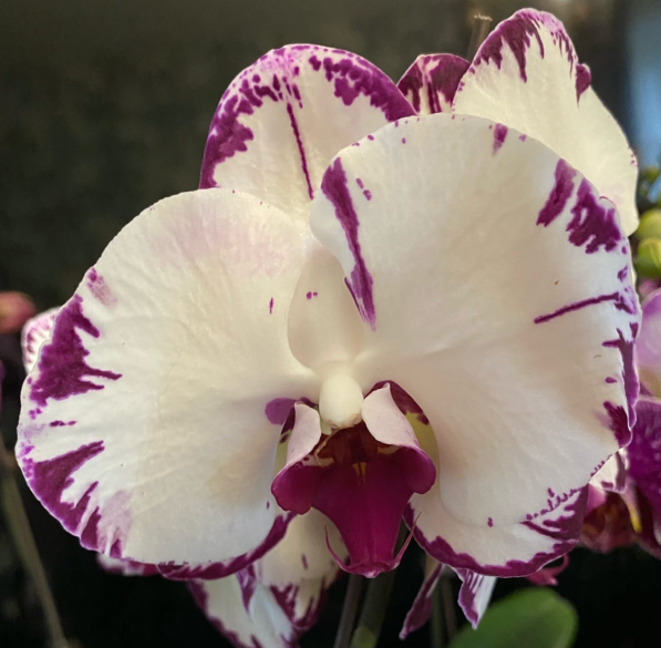 Наши Орхидеи