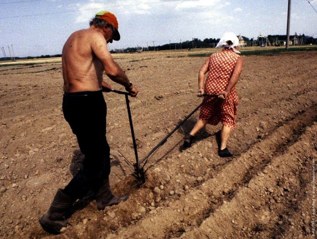 Картинка пашу на даче