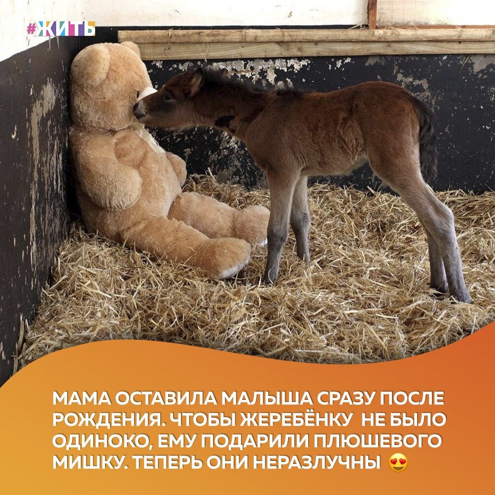 Мама бросила малыша Бриза сразу же после его рождения в 2013 году. Его подобрали сотрудники Заповедника🙌 
Малышу подарили большого плюшевого медведя, чтобы тот составил ему компанию и заменил маму. И с тех пор эти двое неразлучны!

Жеребёнок стал онлайн-звездой после того, как его очаровательные фотографии с медведем появились в Сети. А согревающее сердце видео о привязанности жеребенка к мягкой игрушке посмотрели 2,5 млн раза😌

Друзья, пожелаем добра этому милому жеребёнка. Как же хочется, чтобы у всех детей в мире была мама🙏

#жить #проектжить #животные