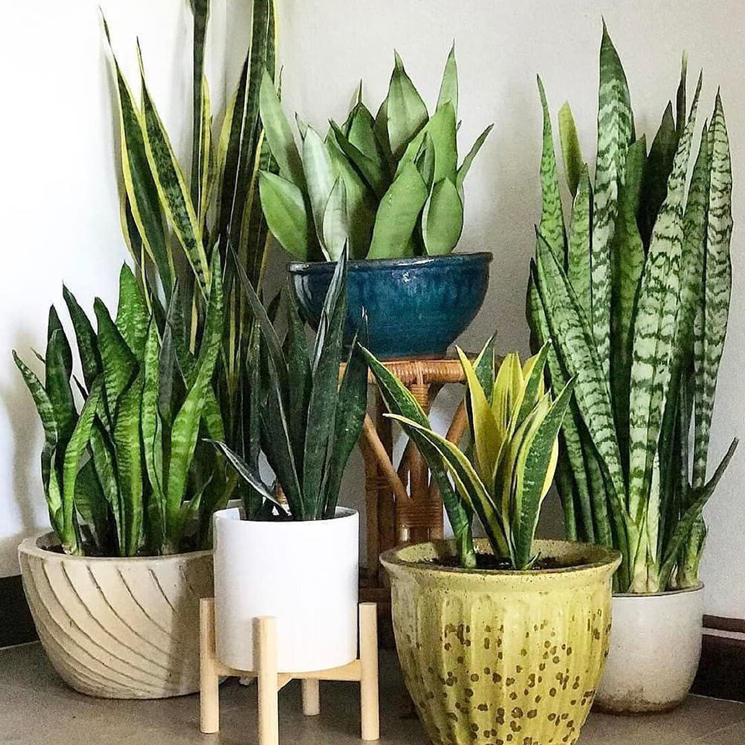 Сансевиерия, сансевьера, тещин язык, щучий хвост