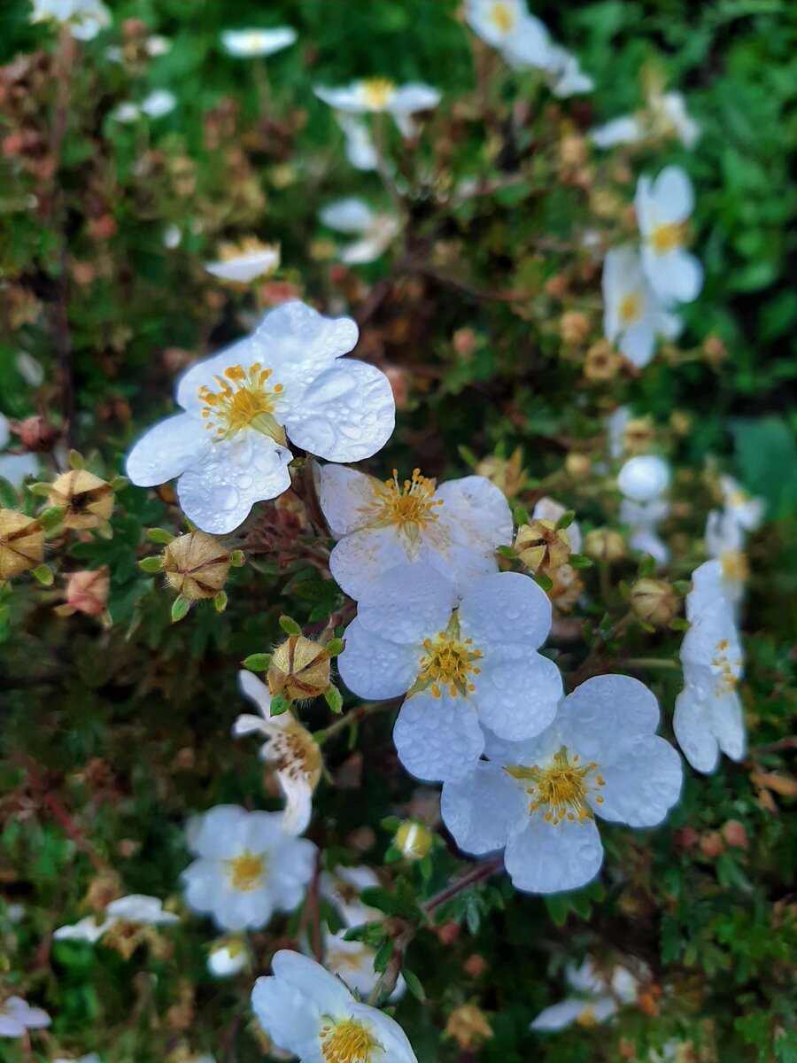 Цветение лапчатки кустарниковой Абботсвуд (Potentilla fruticosa "Abbotswood")