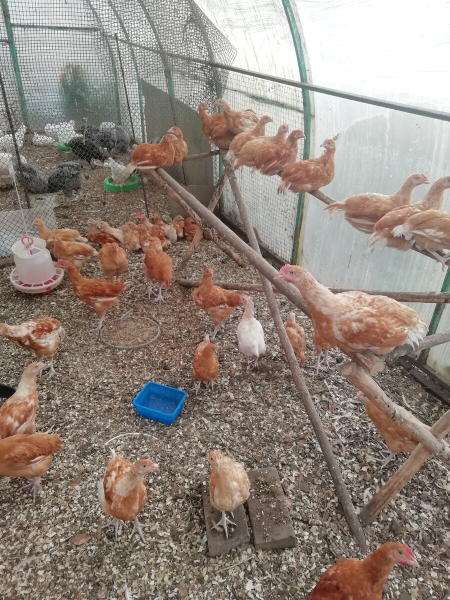 Ред Бро, три месяца почти