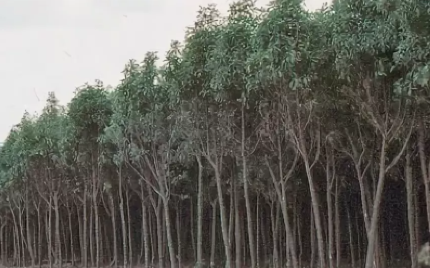 Хинное дерево. Фото из открытых источников