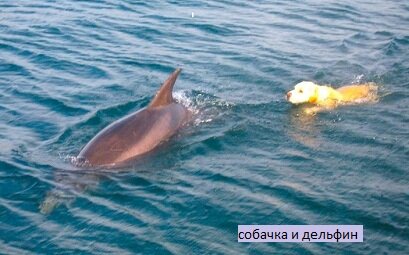 Картинка из свободного источника