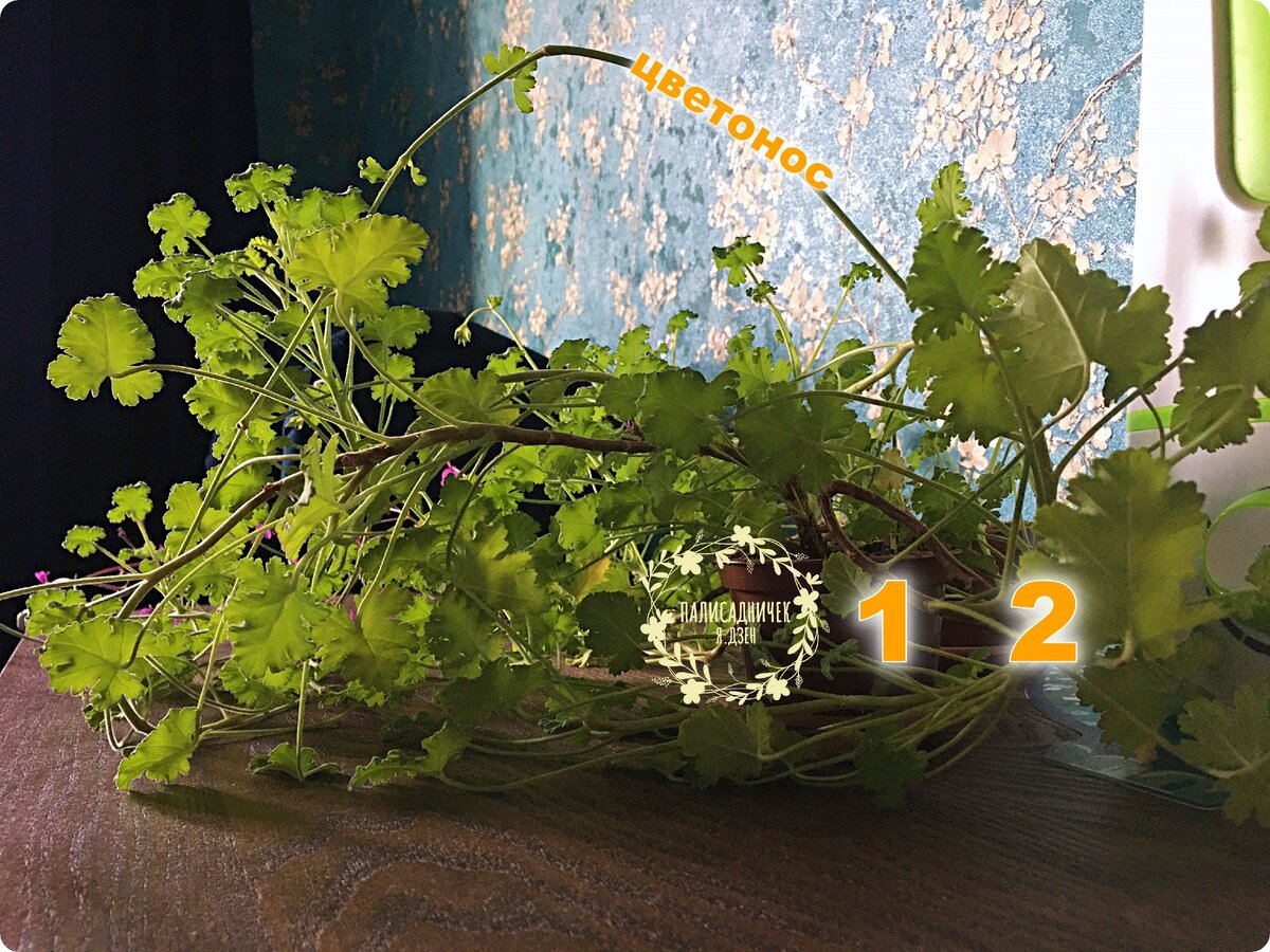 На этом фото 2 пеларгонии сорта 'Brilliantine'. Горшочки пронумеровала для большей наглядности, поскольку их в этих зарослях непросто найти. Я их только что с балкона занесла в дом из-за того, что ночные температуры за окном уже несколько дней подряд стремятся к нулю, 