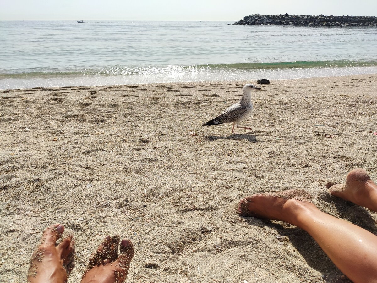 Вместе с нашими отчаянными чаечками. Мраморное море. Yeşilköy çiroz beach