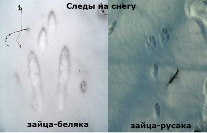Разница следов "Беляк"-"Русак".