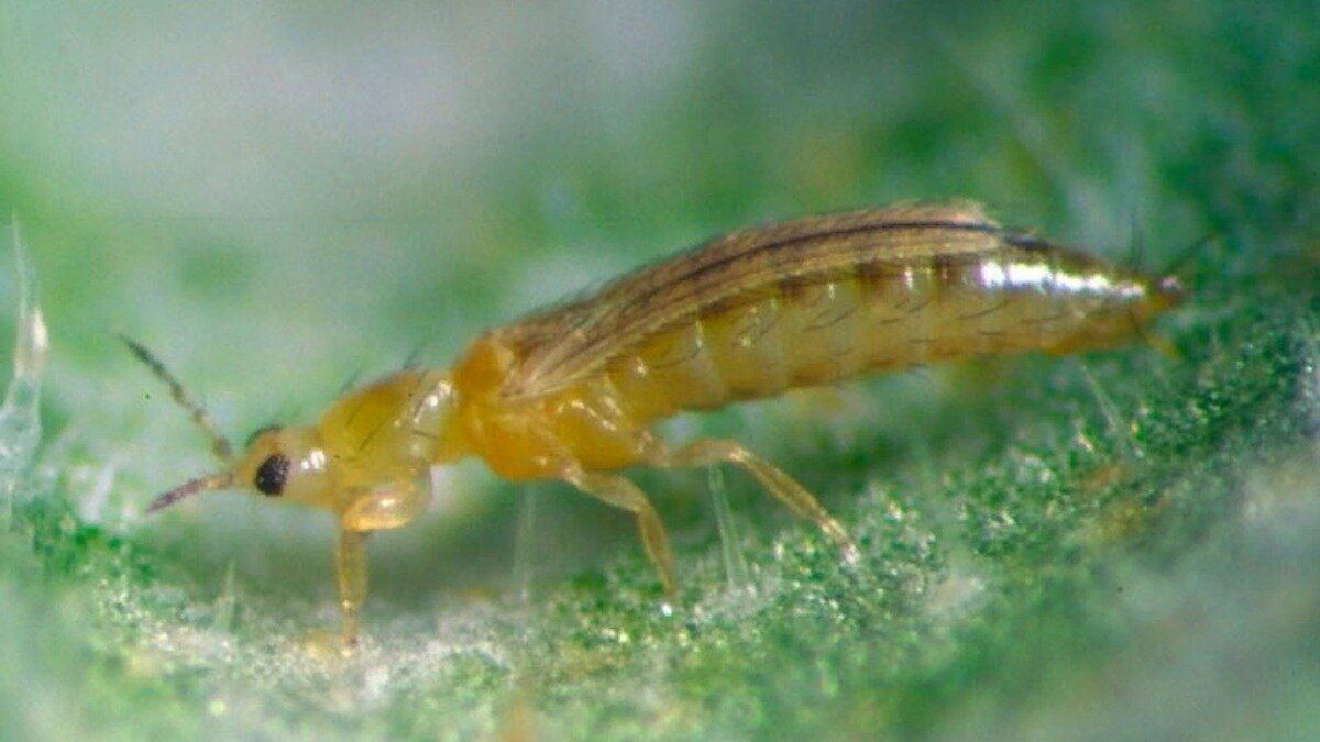 Фото:stopklopu.com
Frankliniella occidentalis
