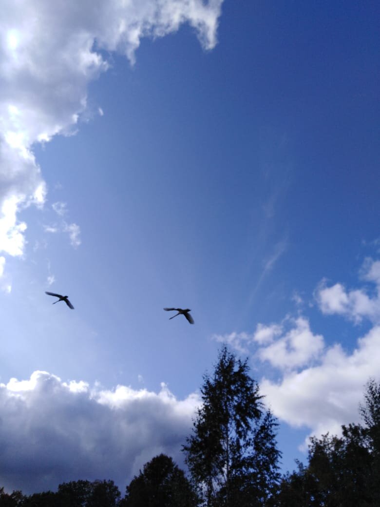 Лебеди неподалёку от Михайловского и Петровского