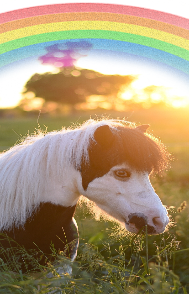 Радужный пони