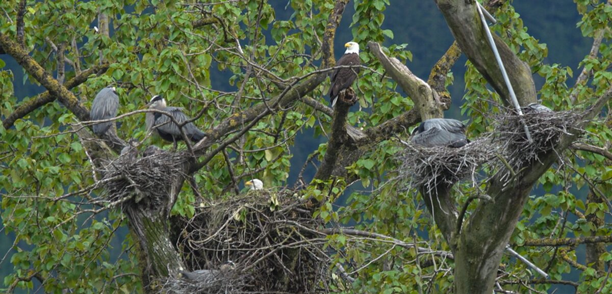 Большие голубые цапли (Ardea herodias) поселились на одном дереве с белоголовыми орланами (Haliaeetus leucocephalus). Фото: Stephen Matter.