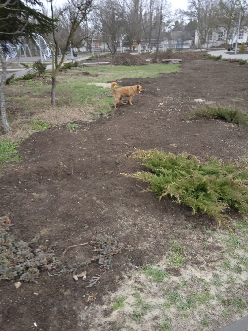 Фото собаки