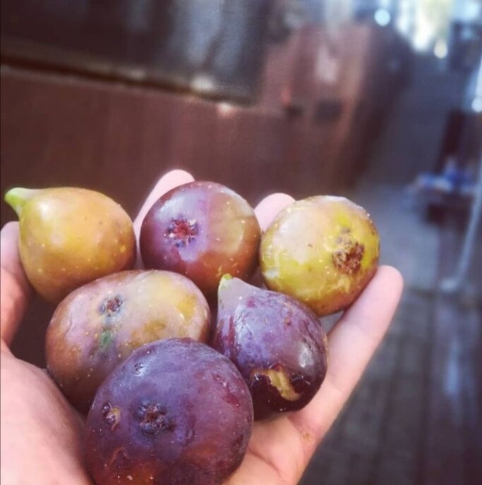 Инжир. Это совсем не тот, что в магазине можно купить. Он живёт сутки. Утром снял, лучше утром и съесть. Никакого диоксида серы... Это с августа по октябрь. На фото одни из последних в сезоне. 