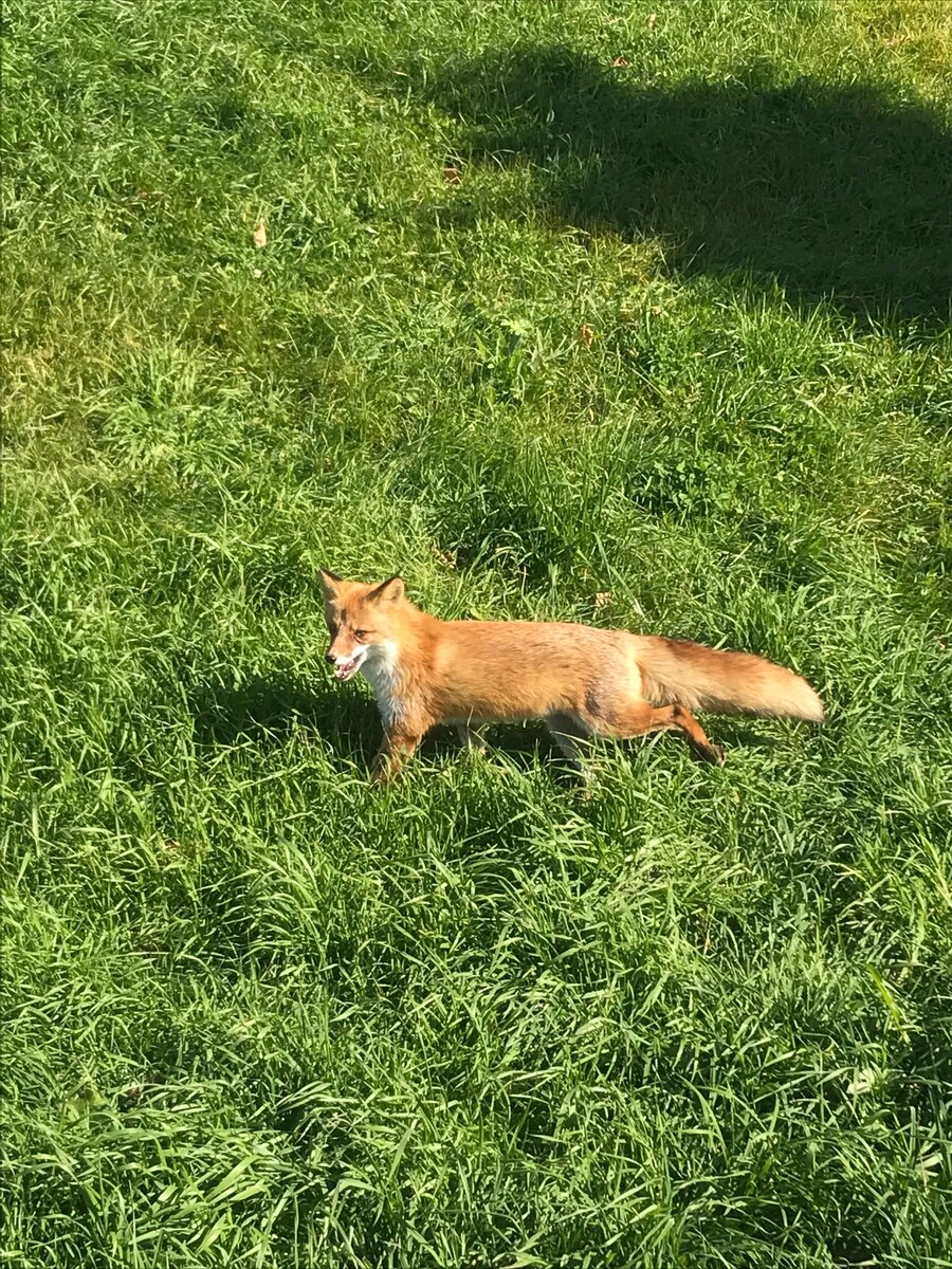 Лисы на острове Русском