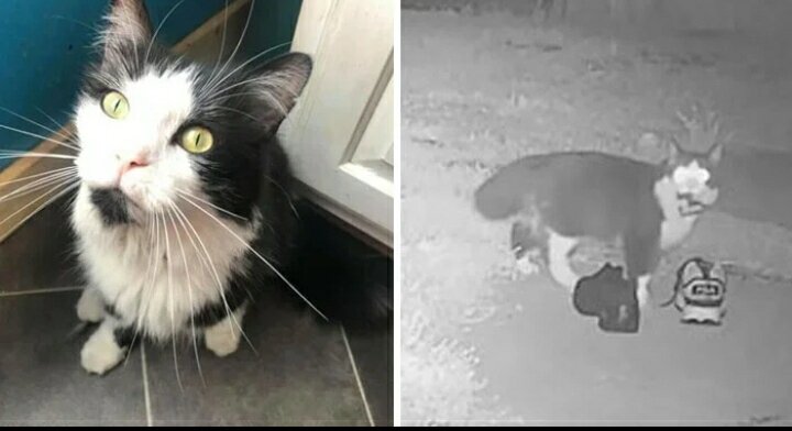 Кот Джордан