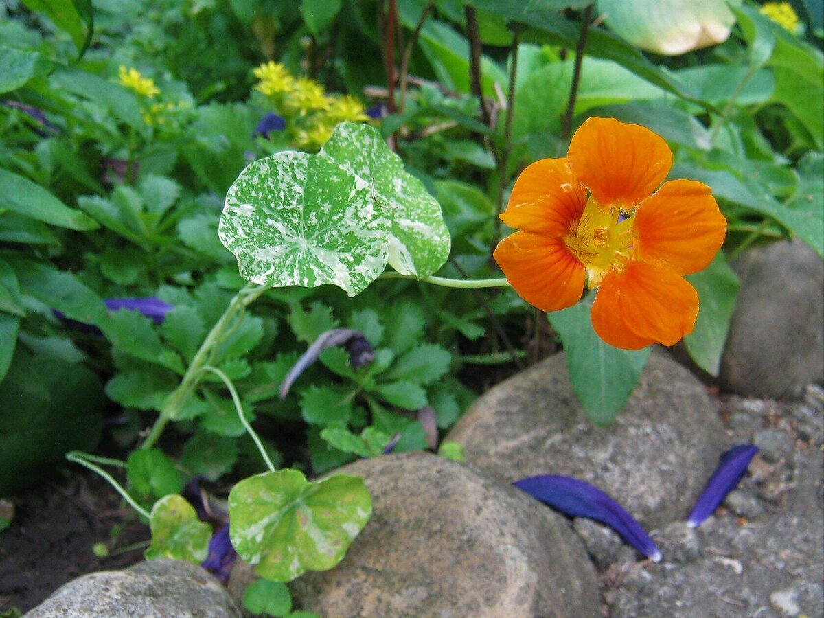 Настурция на даче