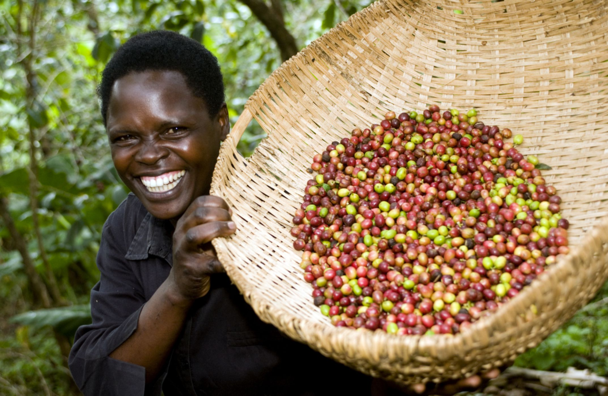 People grew this coffee in brazil. Кофейные плантации в Бразилии. Бразилия плантации собиратели кофе. Эфиопия Бразилия кофе. Бразильские плантации кофе.