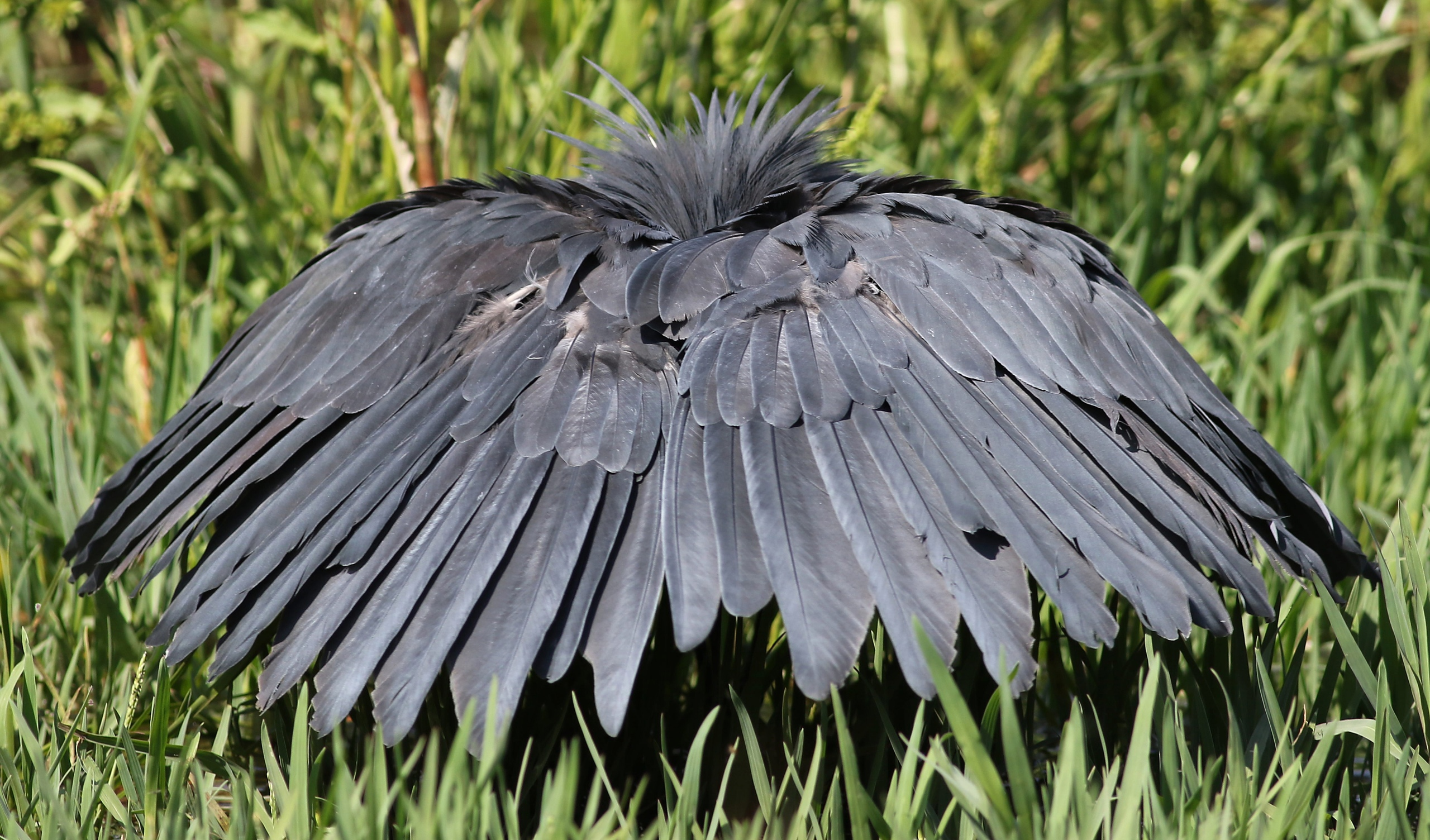 Зонтичная птица. Egretta ardesiaca. Черная цапля. Мадагаскарская цапля. Зонтичная цапля.