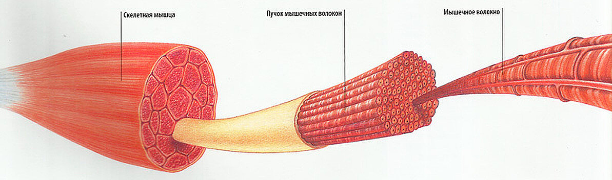 Так устроены мышцы человека