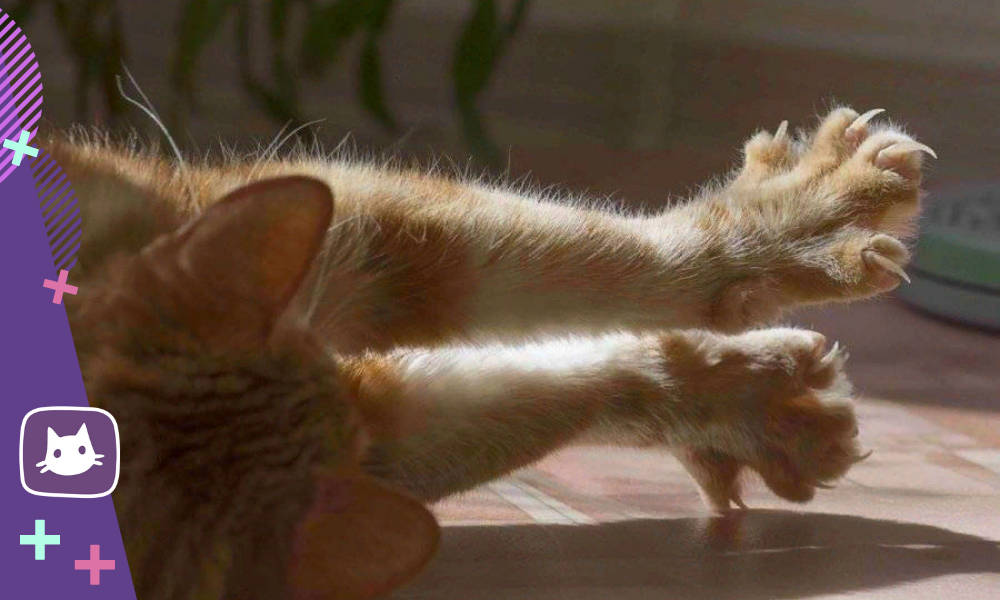 Нормальное поведение или патология?