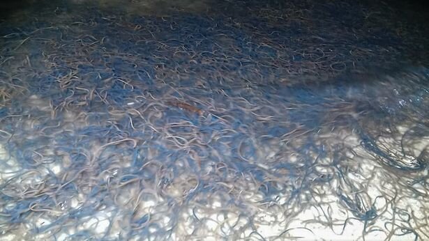 Уникальное явление наблюдали жители Филиппин, фото Viral Press