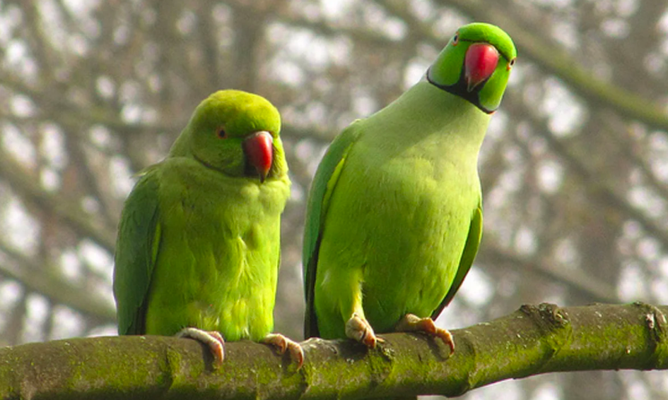 Сделать фото попугаев могут только профессиональные фотографы. Птицы прячутся высоко на ветвях деревьях. Это фото с сайта https://en.prothomalo.com/