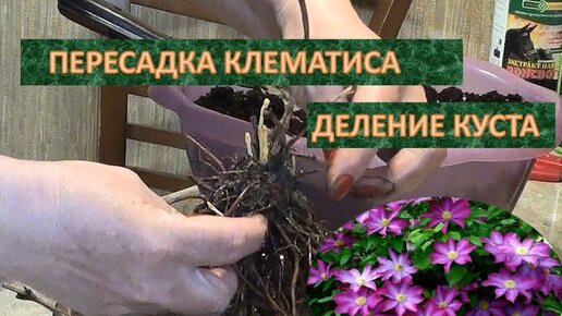 Пересадка клематиса. Деление куста.