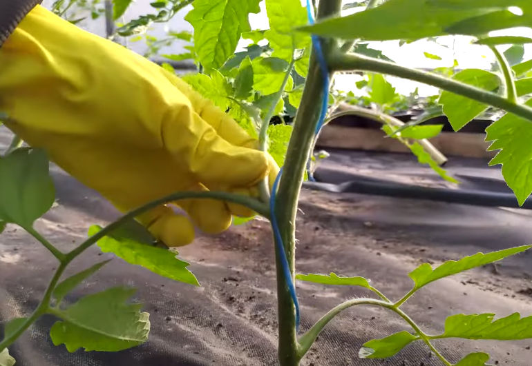 Удаление пасынка томата.