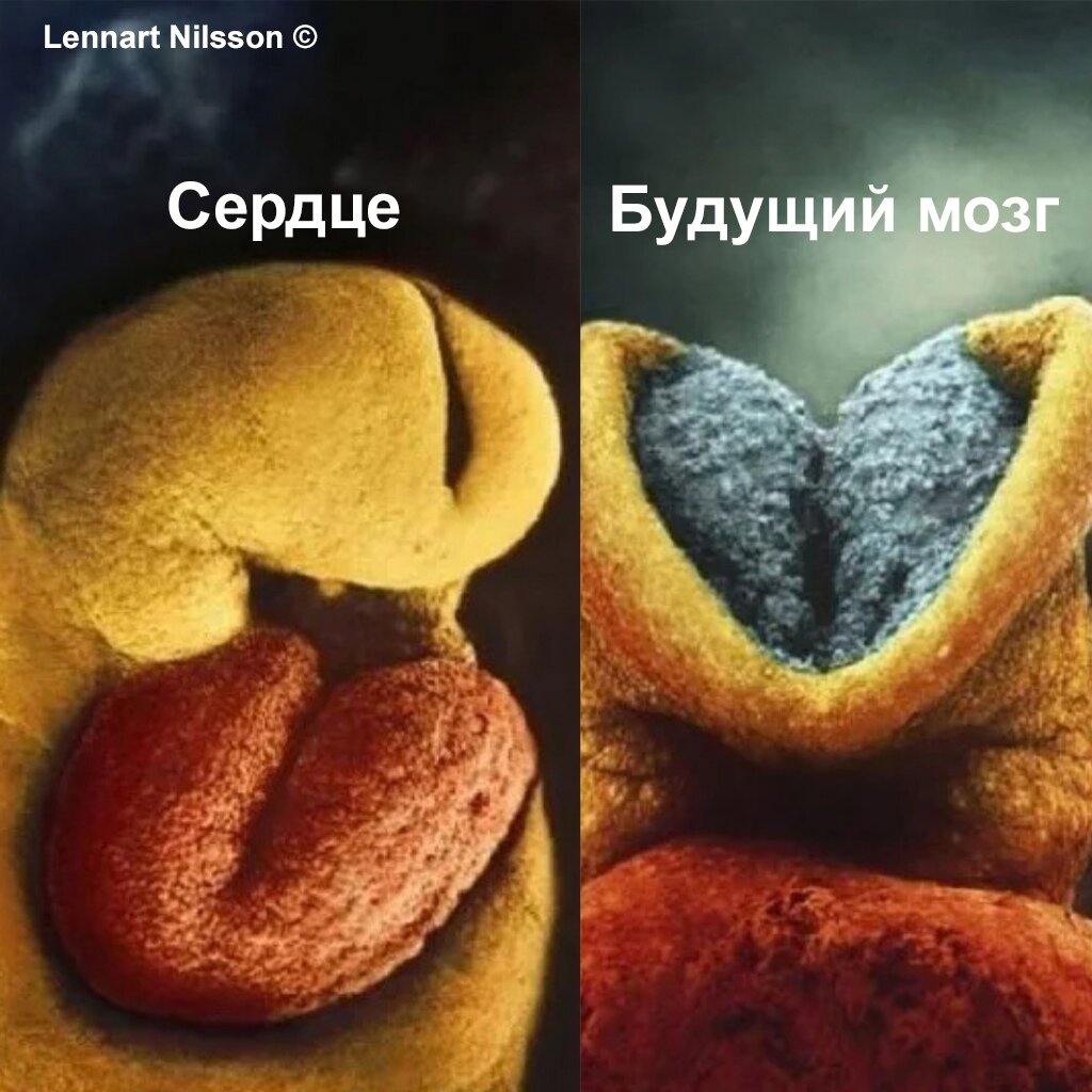 Развитие сердца и мозг