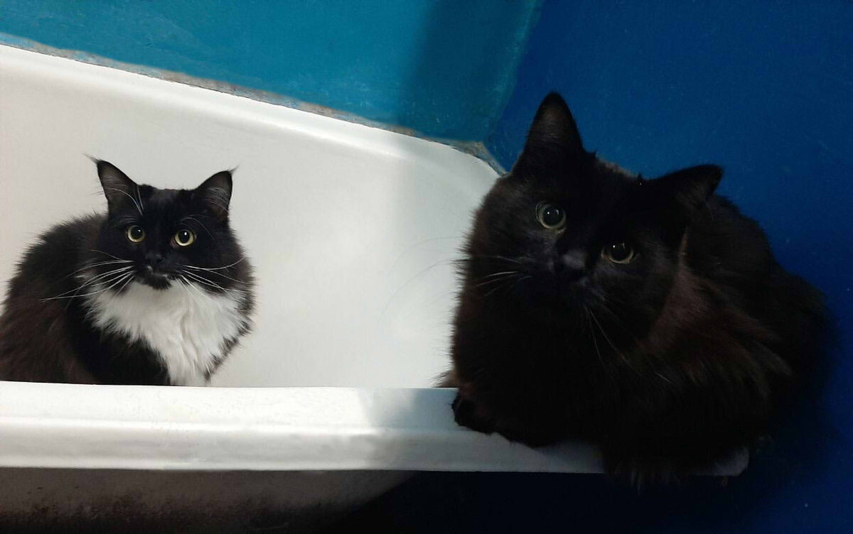 Наши коты, Ветер и Вечер