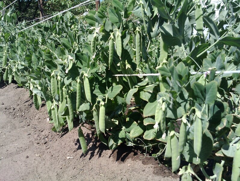 В качестве кулисных растений используют овощной горох, высота стеблей которого достигает 1,5–2 м. Фото из открытых источников.