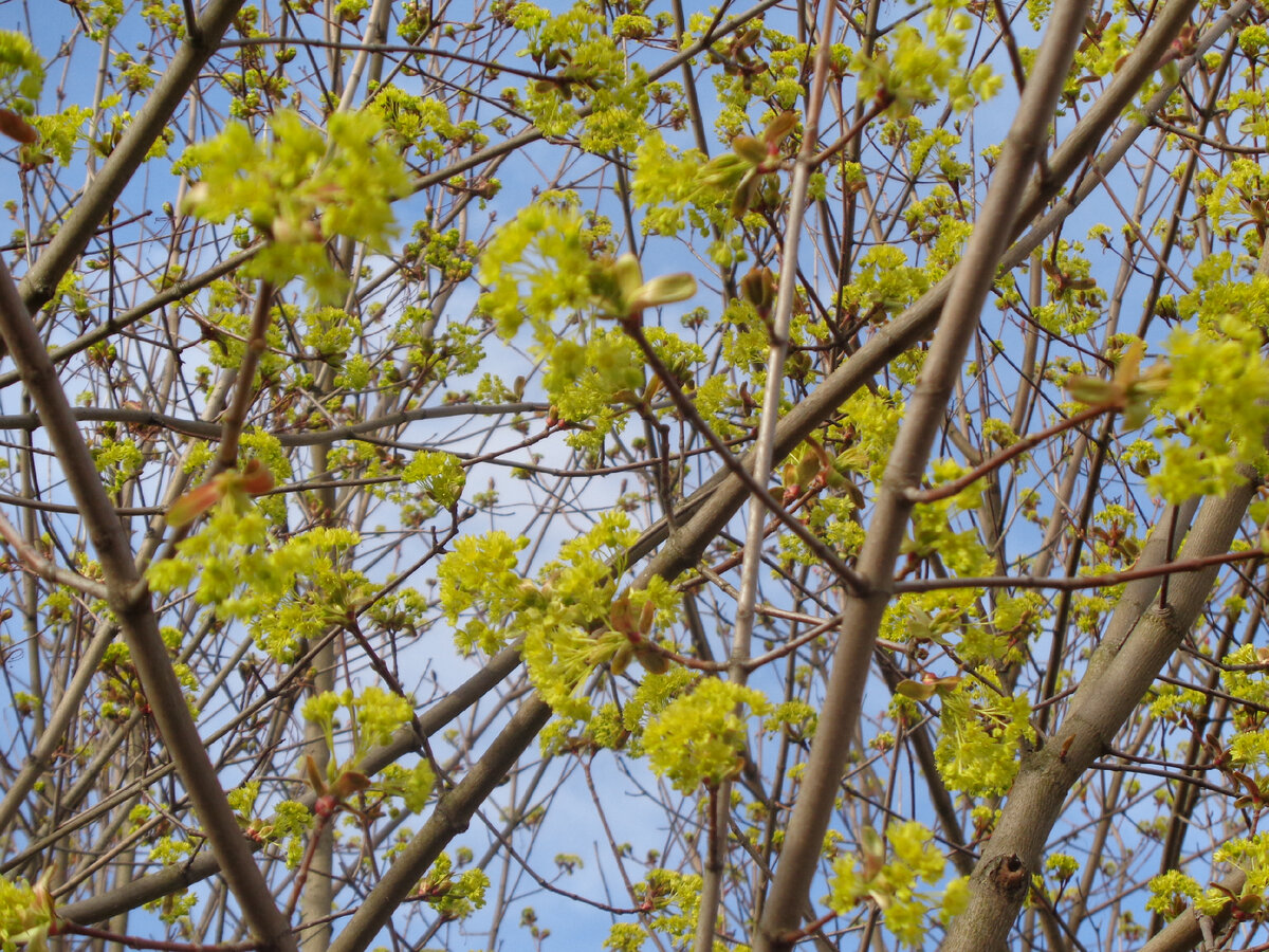 Липовый цвет